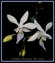 equestris var cyanochilus