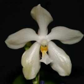 micholitzii